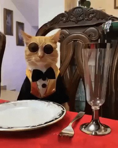 #Cat funny cat animals wow reactions mood gifs new year 2020 dinner date New GIF on Giphy Cats Vs Cucumbers, New Year Cat, Happy New Year Gif, New Year Gif, Fancy Cats, Funny Cute Cats, Funny Cat Videos, Funny Animal Pictures, Tabby Cat