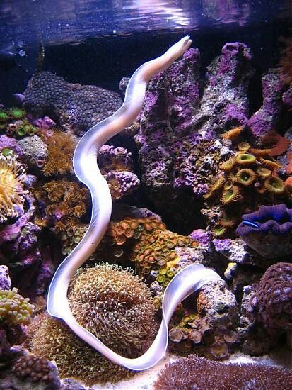 Ghost Ribbon Eel. I don't really like ribbon eels per say, especially since they are one of the most aggressive eels, but I love the look of the Ghost Ribbon. Eel Art, Sea Animals Tattoo, Eel Tattoo, Ribbon Eel, Electric Eel, Tattoo Nature, Animals Tattoo, Moray Eel, Underwater Animals