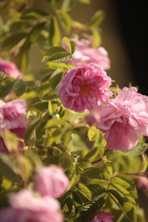 Bulgarian Rosa Damascena Rose Damascena, Rosa Damascena, Bulgarian Rose, Rose Water, Product Photography, Beautiful Roses, Rose Flower, Bulgaria, Graphic Design