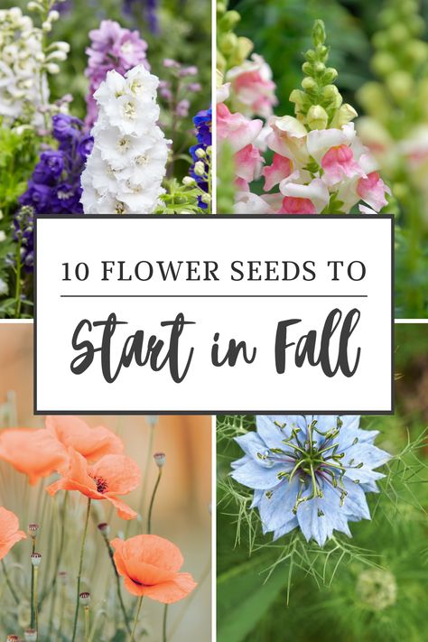 Autumn flower planting, Best flowers for fall, Cold-tolerant blooms, cool flowers, Cool-weather flowers, Early spring flowers, Fall flower care, Fall flower gardening, Fall garden preparation, Fall gardening ideas, Fall Gardening Tips, Fall sowing flowers, Fall-planted flower seeds, Flowers for fall planting, Flowers to plant in autumn, Growing flowers from seeds, Starting a fall garden Easy Starter Plants, Flowers To Plant In Fall For Spring, Prettiest Flowers To Plant, Flowers To Grow In Fall, Best Flowers To Plant In Fall, Pictures Of Gardens, How To Plant Seeds In Pots, Fall Garden Crafts, Bulb Bed Ideas