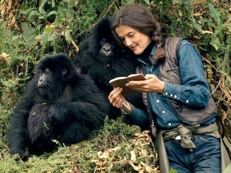 Jane Goodall Gorillas In The Mist, Dian Fossey, Gorilla Gorilla, 81st Birthday, Jane Goodall, Mountain Gorilla, Diary Entry, Great Ape, Zoology