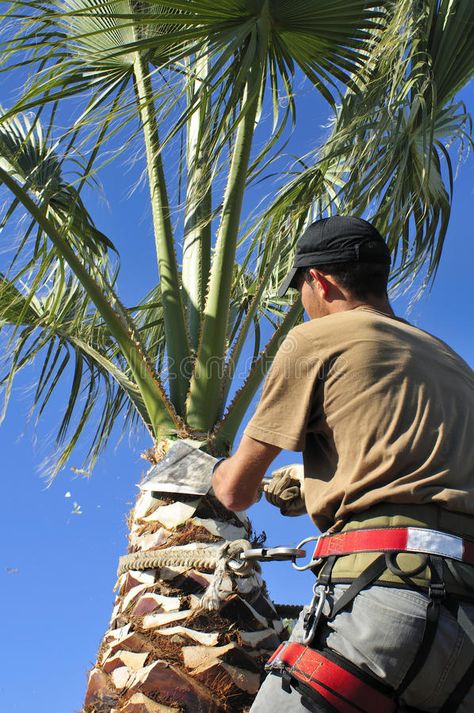 Tree Surgeons, Digital Design Trends, Fan Palm, Tree Tree, Safety Clothing, Tree Trimming, A Fan, A Tree, Palm Tree