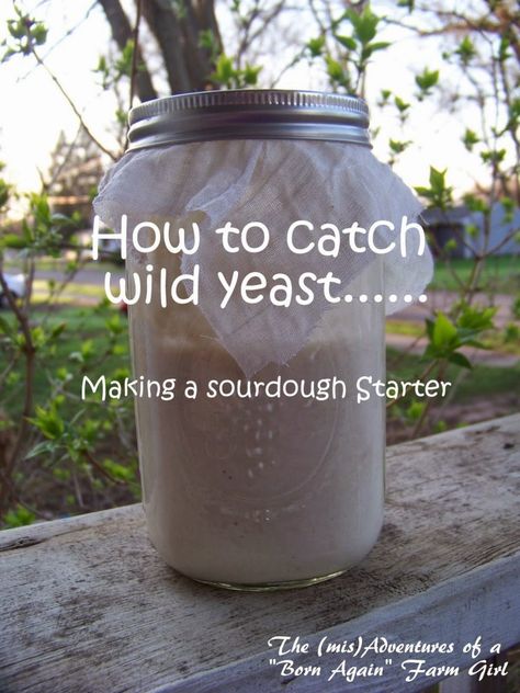 Catching Wild Yeast - The (mis)Adventures of a Homesteadin' Mama Yeast Starter, The Good Wife, Bread Easy, Wild Yeast, Homemade Marshmallows, Sour Dough, Trim Healthy Mama, Healthy Kitchen, Sourdough Recipes