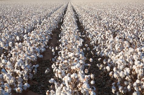 white ripe cotton field ready for harvest Southern Pride, Cotton Fields, Southern Life, Carolina Girl, Georgia On My Mind, Sweet Home Alabama, Organic Produce, Cotton Farming, Southern Hospitality