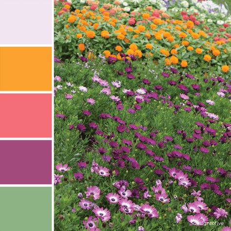 Flower Inspired Color Palette - Garden Color Scheme. Fruit Punch Inspired color palette. Colors: Pink, Orange, and Purple color scheme. Pantone Colors: Pantone 9340 U, Pantone - 15-1058 Radiant Yellow, Pantone 16-1640 Sugar Coral, Pantone 18-2615 Rose Sorbet, Pantone 146-2 U. Find out more information about the destination location at designtofive.com #fruitpunchcolorpalette #retrocolorpalette #natureinspiredcolor Garden Color Palette Colour Schemes, Garden Colors Palette, Orange Pink Green Color Palette, Garden Color Pallete, Color Palette Garden, Summer Garden Color Palette, Garden Colour Palette, Pink Green Yellow Blue Palette, Garden Colour Schemes