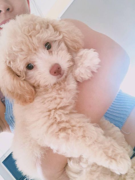 Maltipoo Puppy, Puppy Cute, Modern Pet, Hazel Eyes, Goldendoodle, Pet Parent, Pet Accessories, Cute Puppies, Dogs And Puppies