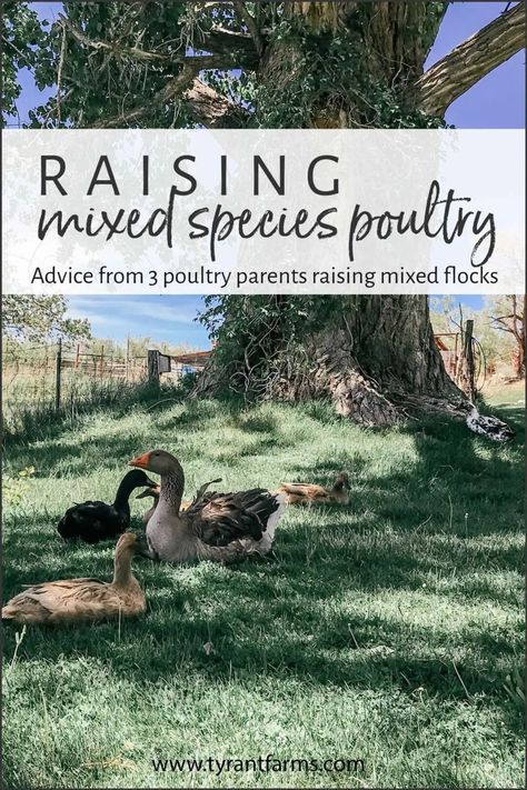 Get advice from three different, experienced poultry parents who successfully raise different species of poultry in their backyard or small farms. Ducks, chickens, geese, turkeys, and guineas! #TyrantFarms #backyardpoultry #backyardducks #raisingturkeys #raisinggeese #raisingchickens #guineafowl Geese On The Homestead, Duck And Geese Housing, Keeping Ducks And Chickens Together, Mixed Flock Coop Ideas, Livestock Pens, 1930s Farmhouse, Keeping Ducks, Homesteading Hacks, Suburban Homesteading