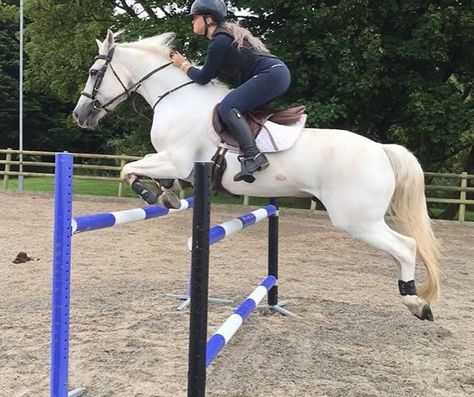 White Horse Jumping, Horse Girl Aesthetic, Horses Beautiful, Horse Riding Aesthetic, Horse Camp, Cute Ponies, Dream Horse, Horse Aesthetic, English Riding