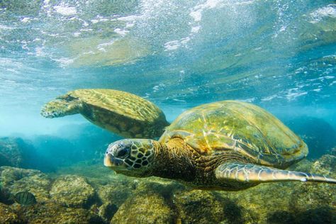 Top 10 free things to do in Poipu | Poipu Beach Association Poipu Beach, Maui Vacation, The Great Barrier Reef, Turtle Love, Wild Creatures, Perfect Weather, South Shore, Sea Turtles, Free Things To Do