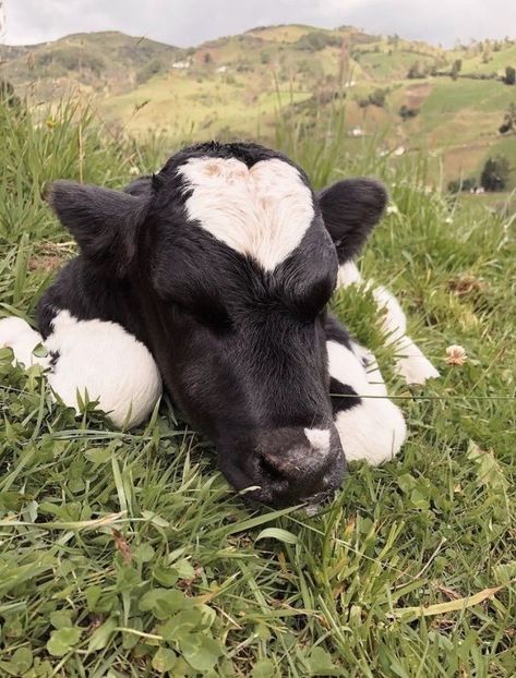 A Black, Cow, Black And White, White, Black