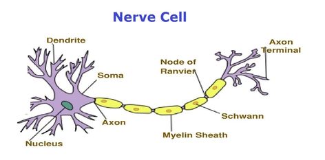 Parts of a Nerve Cell Cell Diagram, Science Cells, Cell Parts, Nerve Cell, Nerve, Nervous System, Study Tips, Anatomy, Psychology