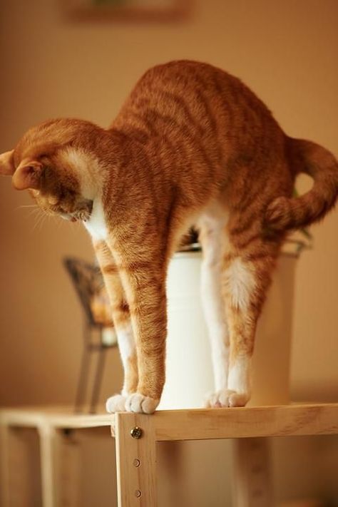 Orange And White Cat, Cat Stretching, Cat Poses, Cat References, Cat Reference, Cat Pose, Orange Cats, Red Cat, Ginger Cats