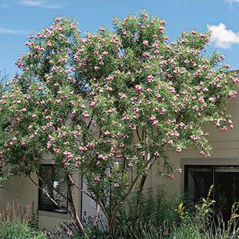 Trees | Tree Nursery | Trees for Sale Mesa, Gilbert, and Queen Creek Chilopsis Linearis, Desert Willow Tree, Fast Growing Shade Trees, Drought Tolerant Trees, Plants Drawing, Plants Wallpaper, Bee Friendly Plants, Desert Willow, High Country Gardens