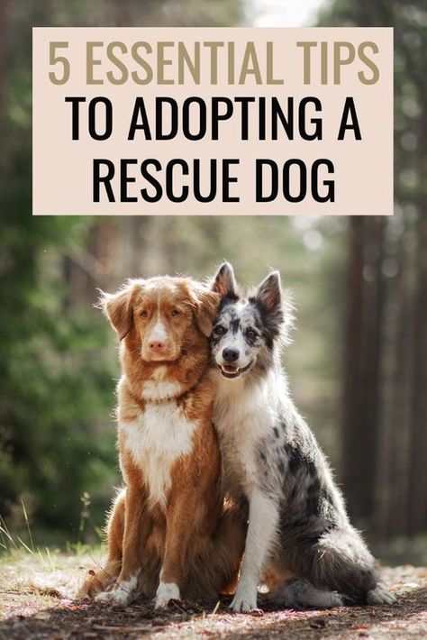 5 ESSENTIAL Tips To Adopting A Rescue Dog 1.Care Tips For Adopted Fur Pets 2.Schedule A Check-Up 3.Set Training 4.Practice Proper Exposure 5.Establish Boundaries 🌎 #howtodisciplineadog #dogdiscipline #disciplinedogs #howtodisciplineyourdog #dogdisciplinetrainingtips #dogtrainingtips #dogtrainingobedience #dogs #doglovers #puppies #puppytraining Animal Rescue Quotes, Rescue Quotes, Adoption Tips, Establish Boundaries, Service Dogs Breeds, Rescue Dogs For Adoption, Dogs Ideas, Adopting A Dog, Rescue Puppies