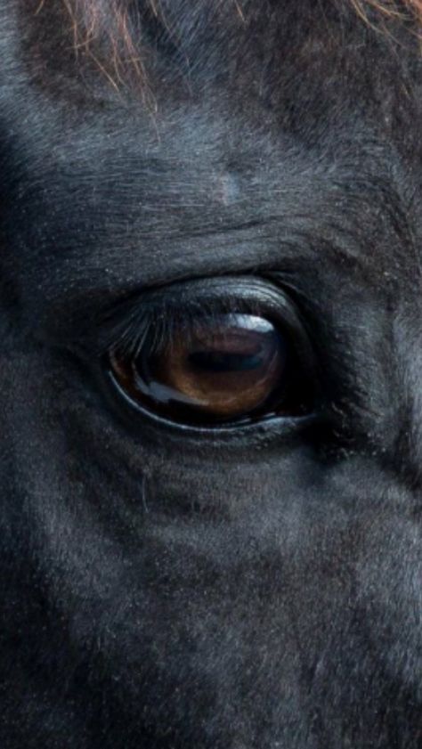 Horse Face Photography, Horse Eye Sketch, Horse Close Up Photography, Sculpture Reference, Horse Eye Photography, Animal Eyes, Horse Eye, Eye Close Up, Horse Coats