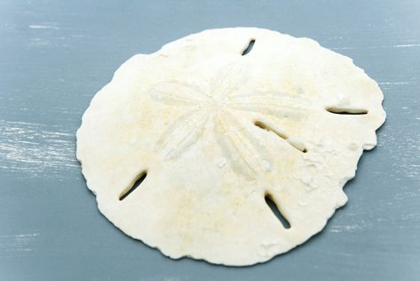 What is inside a sand dollar shell? When you find one intact and hear the rattle inside, you are hearing the doves of peace, according to legend. Sand Dollar Shell, Jingle Shells, Sea Shells Diy, Shells And Sand, Shells Diy, Painted Shells, Sand Dollar, East Coast, Sea Shells