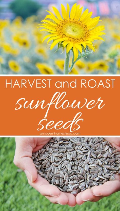 Diy Sunflower Seeds, How To Cook Sunflower Seeds, Homesteading Goals, Sunflower Seed Recipes, Harvesting Sunflower Seeds, Awesome Appetizers, Live Sustainably, Modern Homestead, Growing Garden