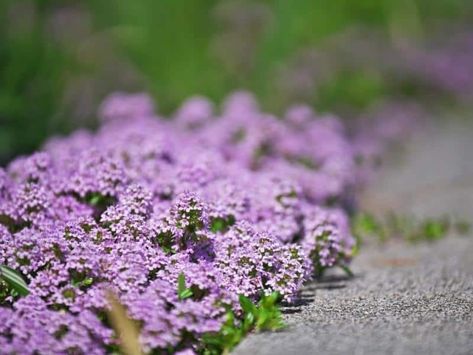 When to Plant Creeping Thyme - Planting Guide 2022 Plants For Slopes, Thyme Lawn, Epimedium Rubrum, Wooly Thyme, Thyme Plant, Hydrangea Landscaping, Creeping Thyme, Planting Guide, When To Plant