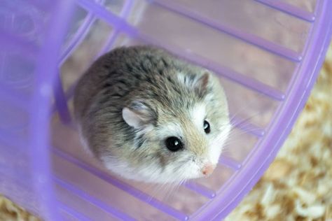 Hamster Species, Russian Hamster, Chinese Hamster, Robo Hamster, Roborovski Hamster, Hamster Breeds, Bear Hamster, Glass Fish Tanks, Cute Hamster