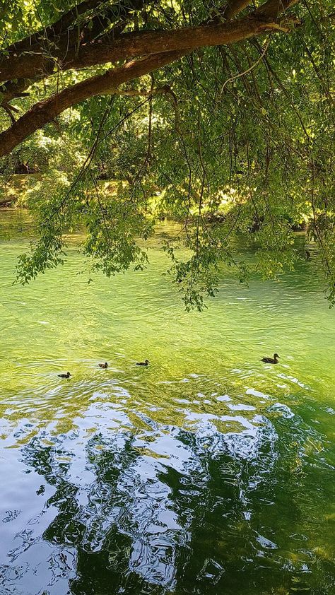 aesthetic nature photos river with ducks🦆 River Girl Aesthetic, Erin Core Aesthetic, Erin Aesthetic, Erin Core, Madison Core, River Aesthetic, River Photos, 2024 Manifestation, Art For Walls