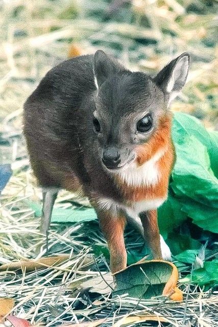 Just a Drop in the Cute Bucket Just a Drop in the Cute Bucket Magical Menagerie, Water Deer, Dik Dik, Mule Deer, Manx, Baby Deer, Wild Life, Cute Creatures, Sweet Animals