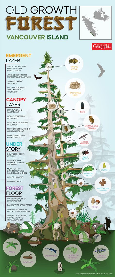 Explore the many layers of the Sitka spruce, Canada's forest giant. Exploring The Forest, Forest Infographic, Nature Infographic, Forest Layers, Forest Ecology, Different Types Of Forests, Canada Forest, Forest Giant, Old Growth Forest