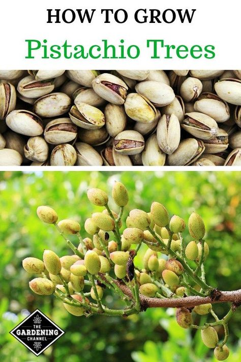 Pistachio Tree, Growing Fruit Trees, Organic Vegetable Garden, Home Vegetable Garden, Growing Fruit, Food Garden, Fruit Garden, Grow Your Own Food, Organic Vegetables