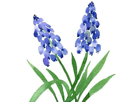 Watercolour Tutorials - Easy Step-by-Step Art Tutorials | Emily Wassell Easy Art Tutorials, Art Tutorials For Beginners, Muscari Flowers, Grape Hyacinth, Hyacinth Flowers, Tree Watercolor Painting, Learn Watercolor Painting, Watercolor Birthday Cards, Watercolor Flowers Tutorial