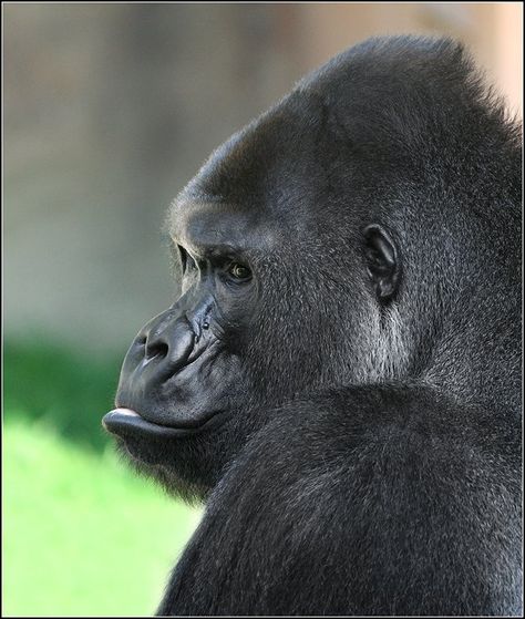 Gorillas's have the best side profile Gorilla Side View, Gorilla Side Profile, Gcse Fragments, Side View Of Face, Gorilla Face, Western Lowland Gorilla, Side Portrait, Wild Lion, Face Profile