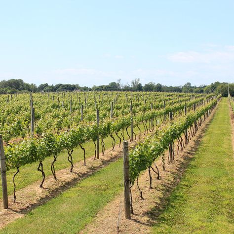 Wine Yard, Best Sparkling Wine, Wine Grape, Dubai Skyscraper, Wine Tourism, Long Island New York, Study Architecture, Airplane Mode, Italian Villa