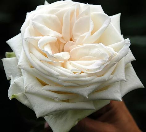 White O' Hara, Fragrant Garden Rose / Alexandra Farms O Hara Rose, White Garden Roses, Cream Garden, Heritage Rose, Long Vase, Diy Bridal Bouquet, Fragrant Garden, Rose Varieties, Types Of Roses