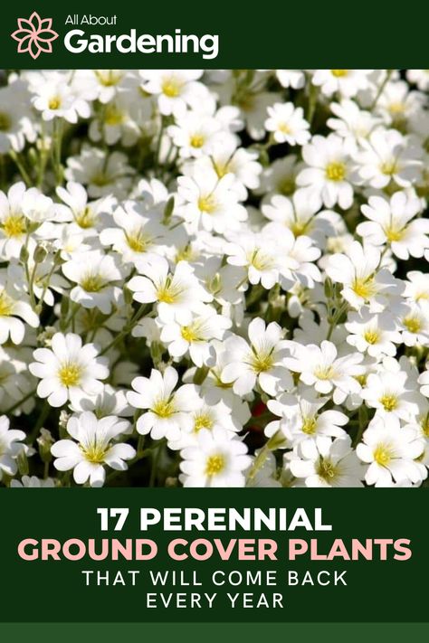 Allysum Ground Cover, White Ground Cover Perennials, Perennial Ground Cover Sun, White Ground Cover, Flowering Ground Cover Perennials, Ground Cover Plants For Sun, Ground Cover Perennials, Full Sun Ground Cover, Ground Covers For Sun