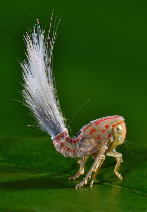 10 New Animals Discovered In 2013. There are natives somewhere going, "Ummm...we've known about these for years. Dipshit." lol Leaf Hopper, South American Rainforest, Cool Insects, Cool Bugs, Beautiful Bugs, Creepy Crawlies, Arthropods, Rare Animals, Arachnids