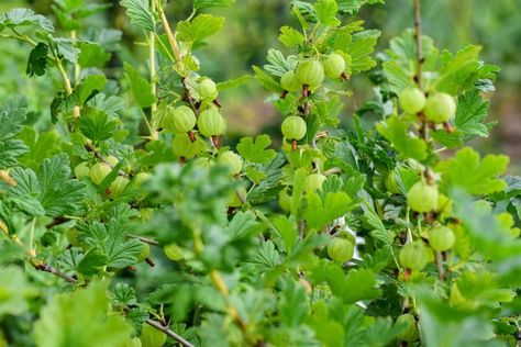 Why does my gooseberry bush not fruit? The reason is simple. All are revealed by us in the article below. Please read it all. Gooseberry Benefits Health, Gooseberries Plant, Goose Berries, How To Grow Gooseberries, Cape Gooseberry Plant, Gooseberry Bush, Eden Project, Fruit Flies, Plant Diseases