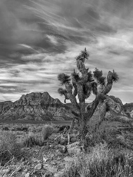 Dramatic mountains and cactus in Red Rock Canyon, Nevada California Landscape, Southwest Desert, California National Parks, Joshua Tree National Park, Desert Plants, In The Desert, Scenic Landscape, Joshua Tree, Landscape Photographers