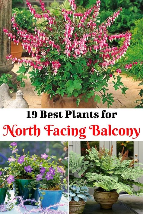 If you do not have a sun-lit balcony, then don't worry. Here are the best Plants for North Facing Balcony Garden that will do great in shade. North Facing Patio Ideas, Shade Balcony Plants, Small Rental Balcony Ideas, Plants For North Side Of House, Shady Patio Plants, Shaded Balcony Garden, Shady Balcony Garden, Best Balcony Plants, Balcony Flowers Ideas