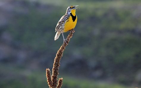 Montana's State Bird. The beautiful Western Meadowlark. #Montana #birds #photography Montana Photography, Western Meadowlark, Birds Photography, Montana State, State Birds, Snow Mountain, The Visitors, The National, The Mountain