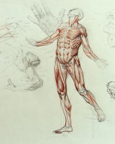 1000+ images about Ramon Hurtado on Pinterest | Figurative art ... Ramon Hurtado, Figure Drawings, Anatomy For Artists, Drawing Artist, Anatomy Reference, Human Anatomy, Figurative Art, Figure Drawing, Figurative