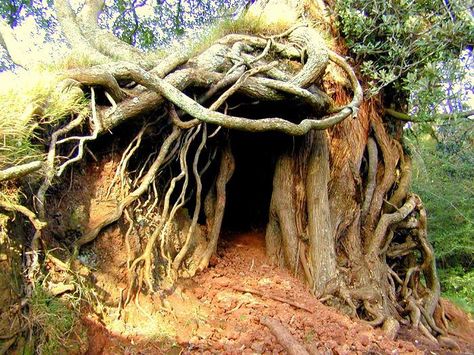 Tree Roots Dancing Tree Spirit Waterfall Earth House, Dome Homes, Hippie Garden, Architecture Residential, Green Homes, Hobbit Hole, Hobbit House, Earth Homes, Natural Building