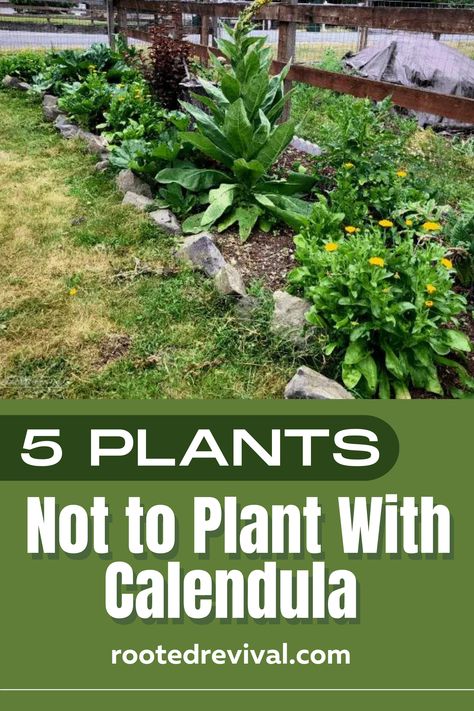 Calendula Companion Planting, Calendula Recipes, Calendula Garden, Calendula Plant, Growing Calendula, Foraging Plants, Planting Companions, Calendula Seeds, Garden Core