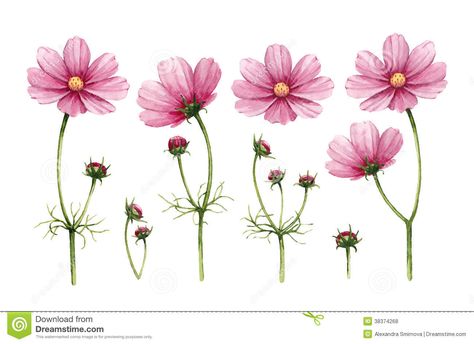 Sumi E Painting, Flower Outline, Cosmos Flowers, Garden Drawing, Watercolor Illustrations, Flower Illustration, Flower Images, Botanical Illustration, Flower Tattoos