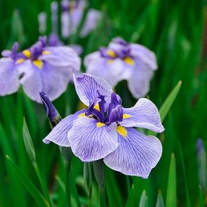 Water Iris, Dutch Iris, Japanese Iris, Japanese Water, Perennial Border, Coastal Gardens, Flower Landscape, Plant Combinations, Buy Plants