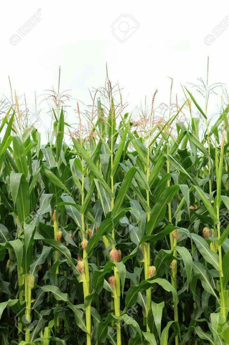 Maize Plant Photography, Victorias Farmhouse, Maize Plant, Corn Party, Magickal Herbs, Corn Field, Valley Of Flowers, Crop Production, Fruits Photos