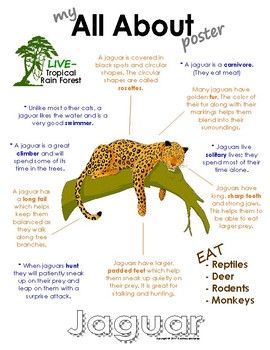 My All About Jaguars Book / Workbook -... by Courtney McKerley | Teachers Pay Teachers Jaguar Habitat Project For Kids, Jaguar Habitat, Rainforest Preschool, Rainforest Activities, Animal Facts For Kids, Animal Infographic, Tropical Rain Forest, Rainforest Theme, Animal Lessons