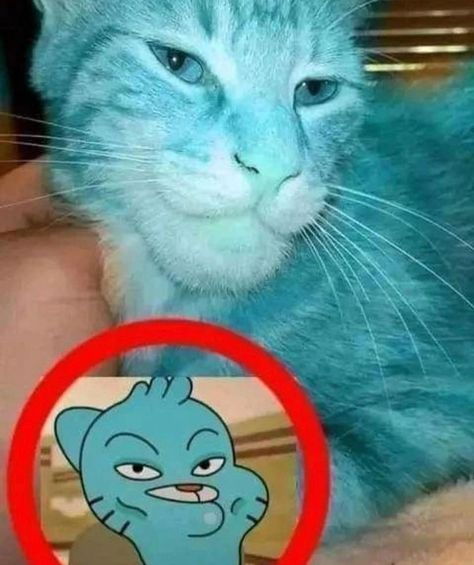 Gumball And Darwin, Amazing Gumball, Goofy Pictures, World Of Gumball, Blue Cat, The Amazing World Of Gumball, 웃긴 사진, Very Funny Pictures, Funny Profile Pictures