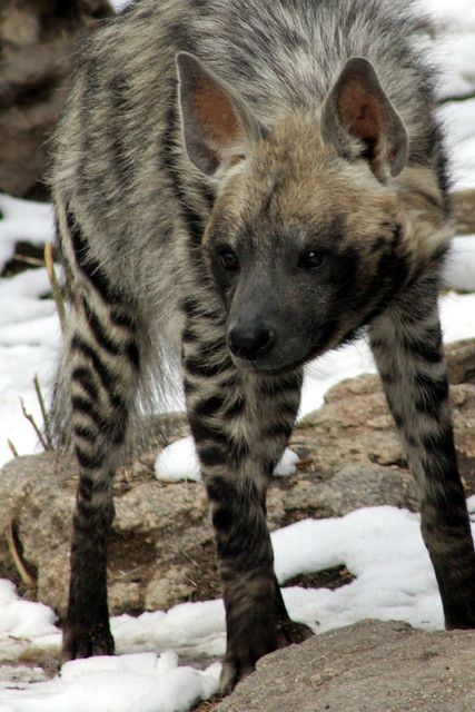 Courtney McNealy  Striped Hyena Brown Hyena, Striped Hyena, Free Puppies, Pretty Animals, Wild Dogs, Hyena, African Animals, Animal Planet, Nature Animals