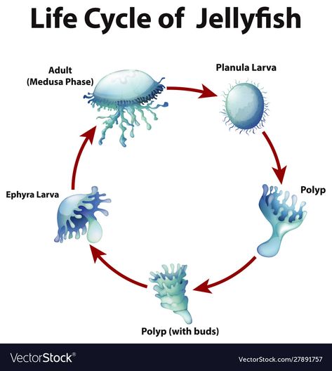 Jellyfish Botanical Illustration, Jellyfish Life Cycle, Jellyfish Vector, Jellyfish Quotes, Bioluminescent Jellyfish, Jellyfish Facts, Metamorphosis Art, Bio Notes, Tank Drawing