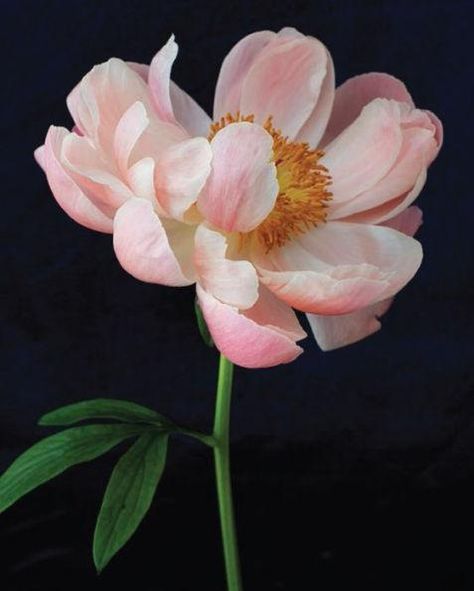 The perennially popular peony is a timeless symbol of good fortune, prosperity, and romance. Each notecard in this box of twenty features a gorgeous photograph of the beloved bloom, perfect for expressing well-wishes at any occasion. 4.38 x 5.56 inches20 Notecards Peony Bud, Flower Tattoo Designs, Flower Art Painting, Peony Flower, Good Fortune, Blooming Flowers, Flowers Nature, Flower Photos, Flower Pictures