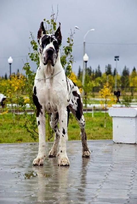 The Great Dane is one of the world's tallest dog breeds. The world record holder for tallest dog was a Great Dane called Zeus  who measured 112 cm (44 in) from paw to shoulder. Worlds Largest Dog, The Great Dane, Largest Dog, Tallest Dog, Dane Puppies, Great Dane Puppy, Dane Dog, Great Dane Dogs, Blue Merle