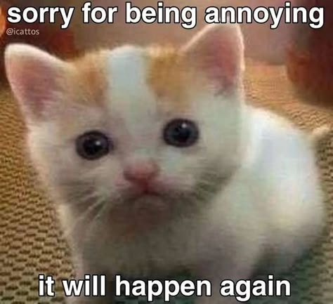 Cat Saying Sorry, Monday Cat, Funny Compliments, Cat Gym, Funny Looking Cats, Cat Profile, Silly Cats Pictures, Me Quotes Funny, Cute Funny Quotes